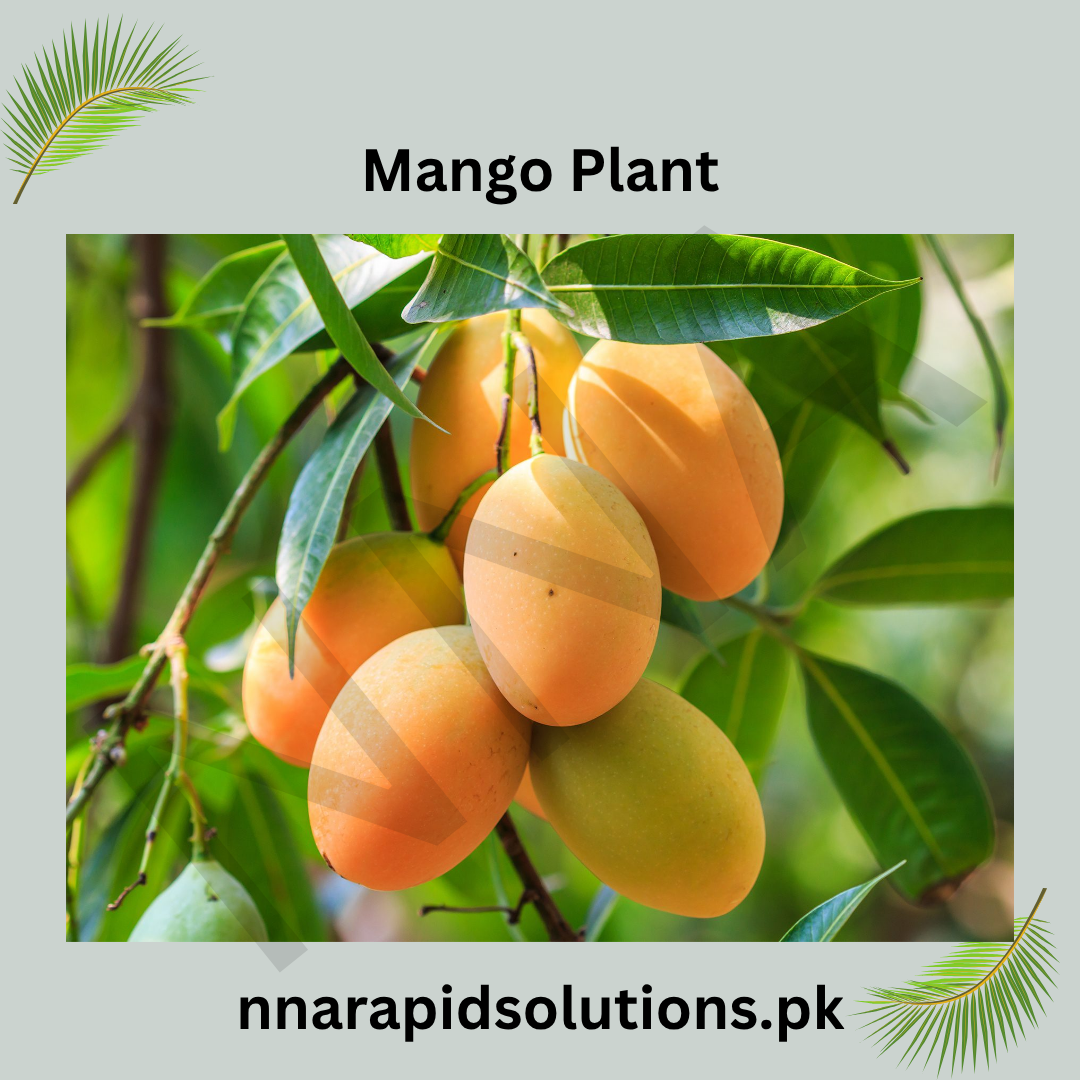 White Chonsa Mango Plant  1.5 Years Old