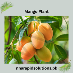 Langra Mango Plant  1.5 Years Old