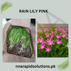 Rain Lily Pink (Bulbs) Elegant Blooms for Every Garden
