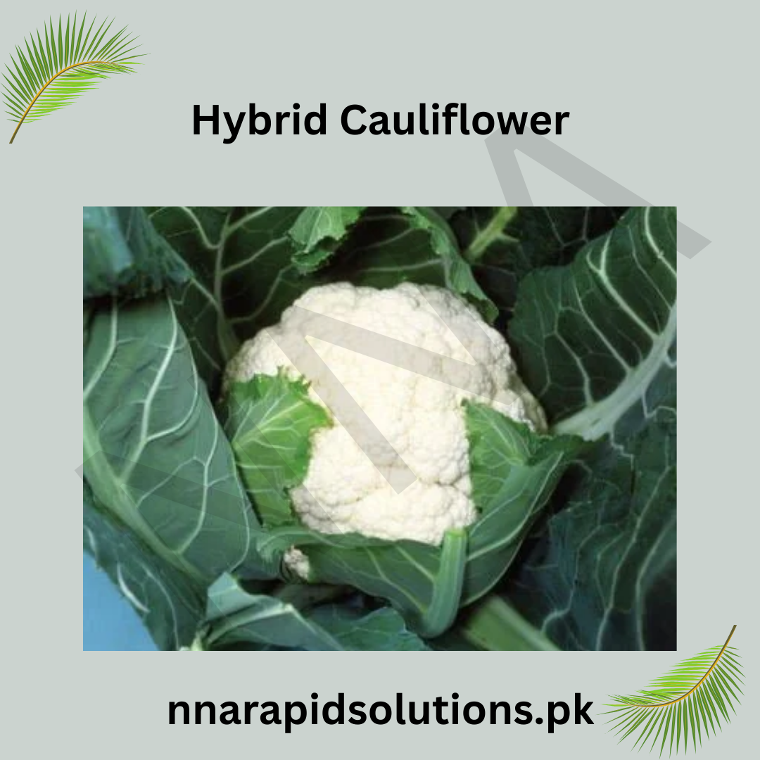 Hybrid Cauliflower ( ) Seeds