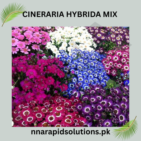 Cineraria Hybrida Mix Seeds in Pakistan  Vibrant Winter Flowering Plants