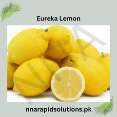 Eureka Lemon Plant in Pakistan  High Yield, Juicy Lemons All Year