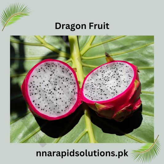 Dragon Fruit Plant in Pakistan  Fast-Growing, Fruit-Bearing Cactus for Home Gardens