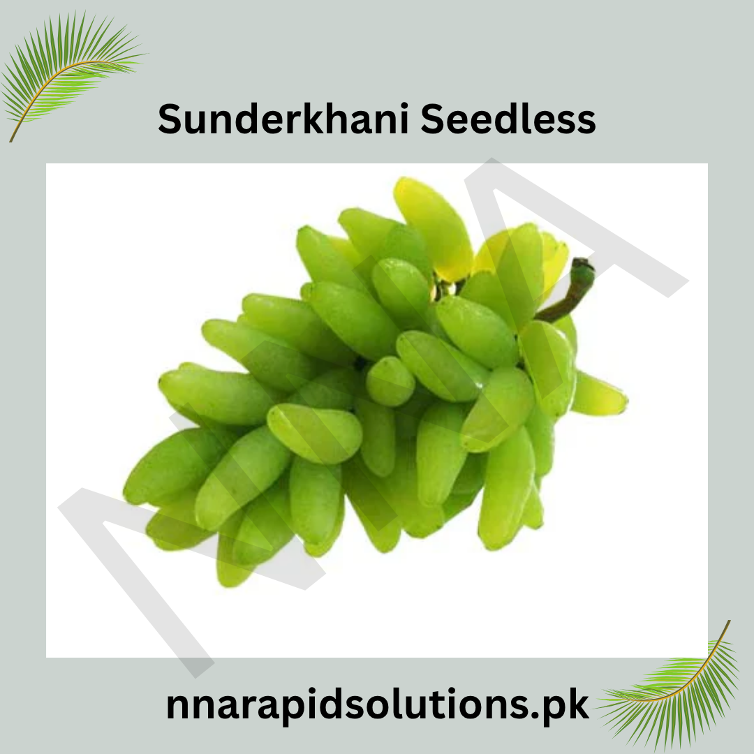 Sunderkhani Seedless Grapes 2-Year-Old Plant  Grafted Seedless Vine for Gardens