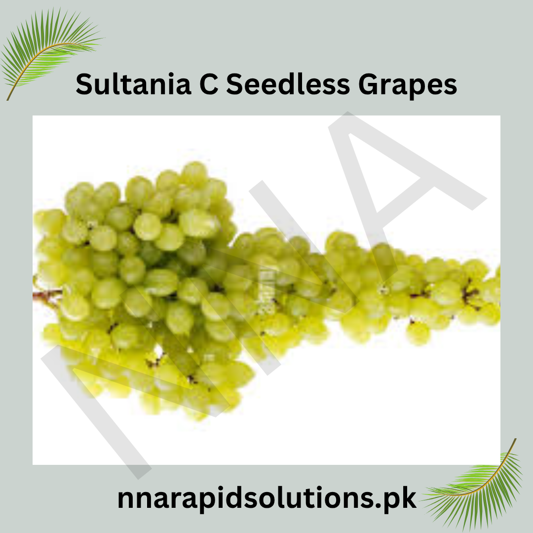 Sultania C Seedless Grapes  2-Year Grafted Plant for Home Gardens
