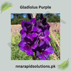 Gladiolus Purple Bulb  Royal Spikes of Elegant Blooms