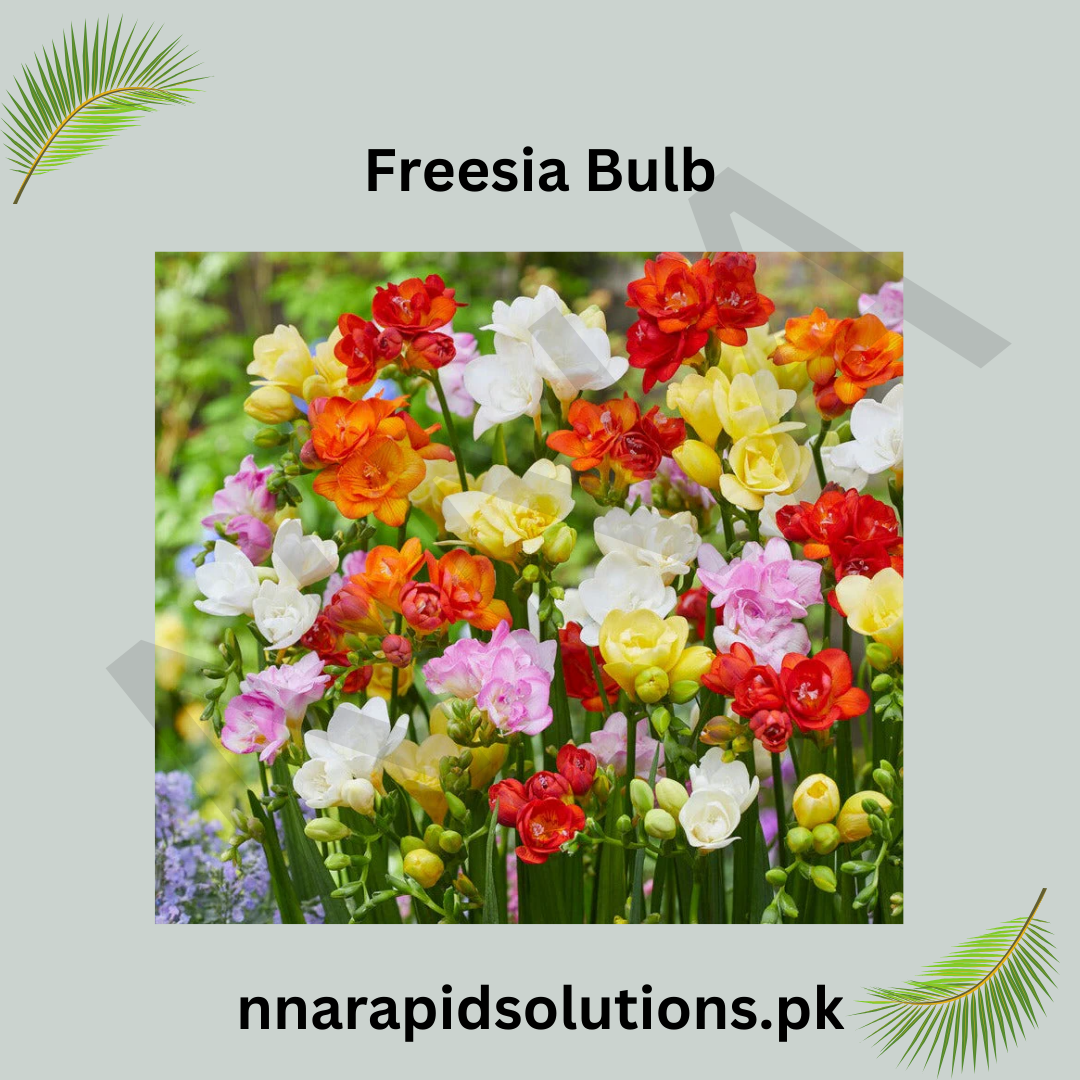 freesia (temperature treated )