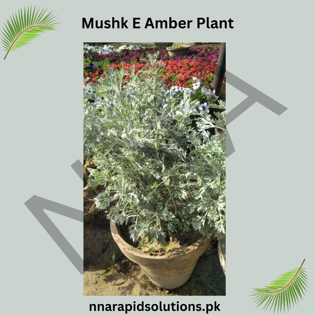 Mushk-e-Amber Plant  Rare Fragrant & Spiritual Plant
