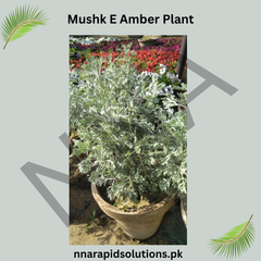 Mushk-e-Amber Plant  Rare Fragrant & Spiritual Plant
