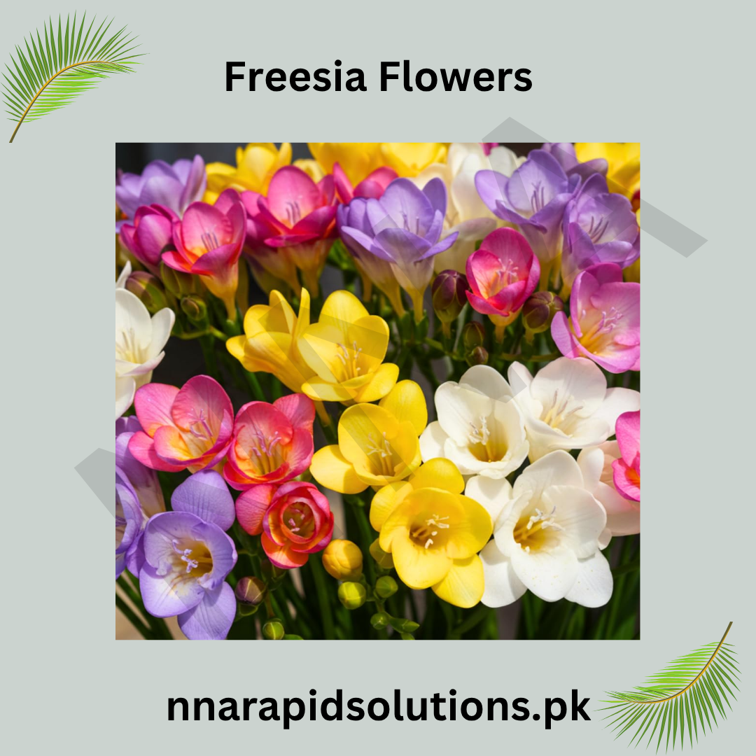 Freesia Flowering Bulbs  Fragrant & Colorful Garden Blooms