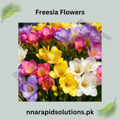 Freesia Flowering Bulbs  Fragrant & Colorful Garden Blooms