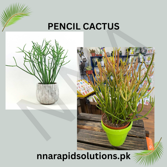 Pencil Cactus (Euphorbia tirucalli)  Low Maintenance Succulent Plant