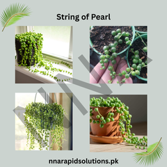 Buy String of Pearls Succulent Online in Pakistan | Hanging Trailing Plant