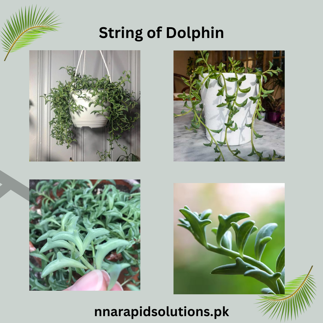 Buy String of Dolphins Succulent Online in Pakistan | Rare Hanging Plant