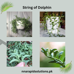 Buy String of Dolphins Succulent Online in Pakistan | Rare Hanging Plant