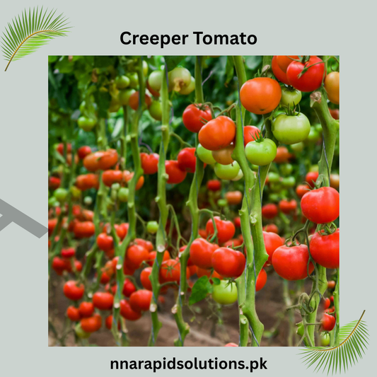 Buy Creeper Tomato (Hybrid) Plant Online in Pakistan | High Yield Climbing Tomato