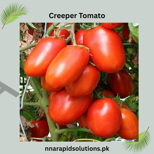 Buy Organic Creeper Tomato Plant Online in Pakistan | High Yield Climbing Variety