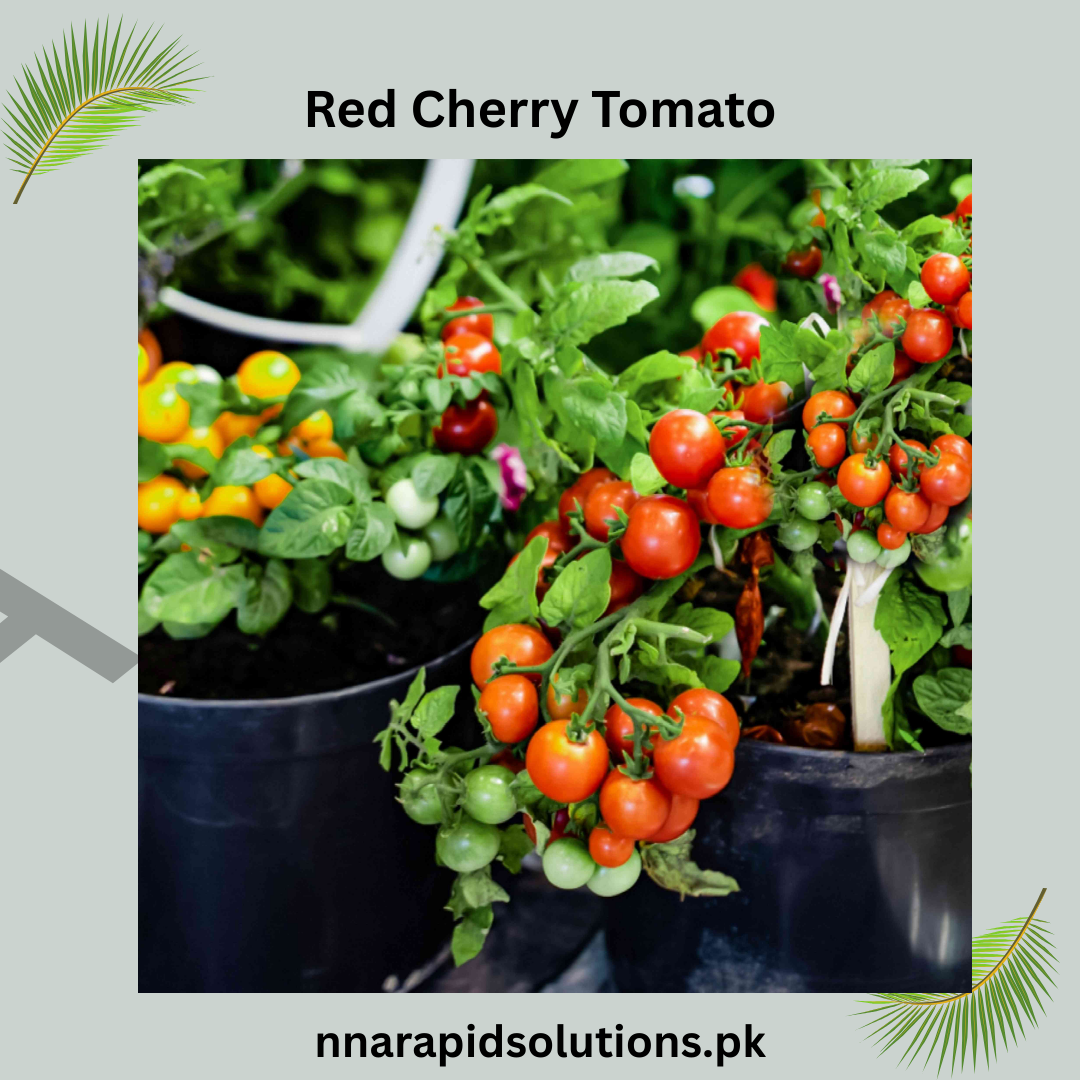 Buy Organic Red Cherry Tomato Plant Online in Pakistan