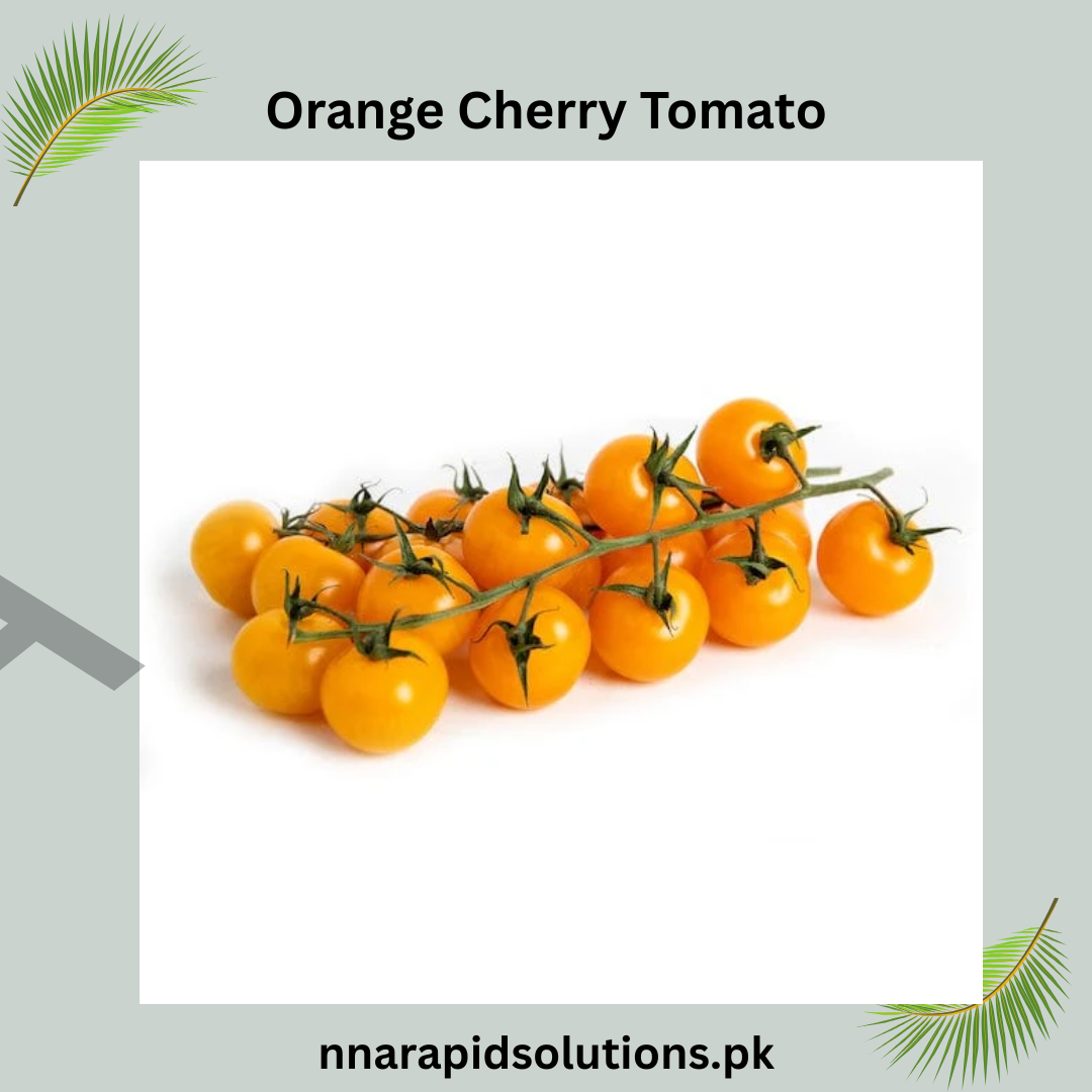 Buy Orange Cherry Tomato Hybrid Seeds Online in Pakistan | High Yield Variety