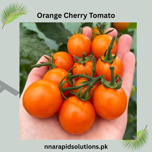 Buy Organic Orange Cherry Tomato Plant Online in Pakistan | Sweet & High Yield
