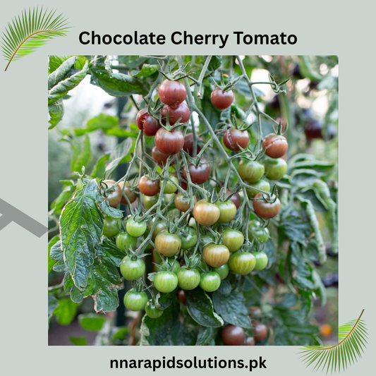 Buy Chocolate Cherry Tomato Hybrid Plant Online in Pakistan | High Yield Variety
