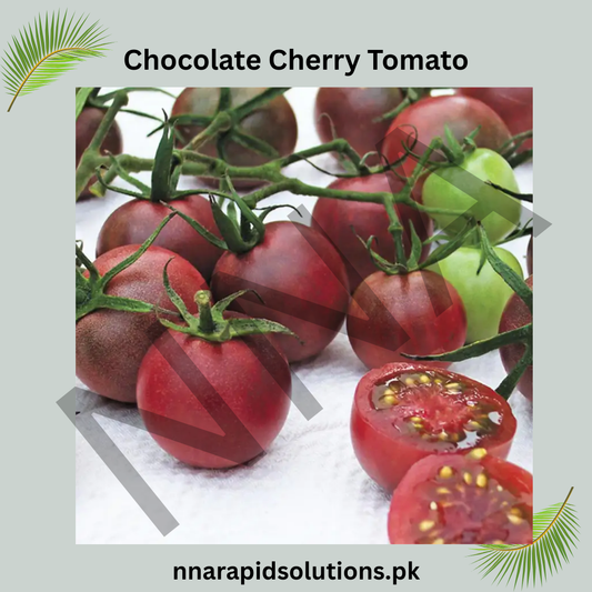 Buy Organic Chocolate Cherry Tomato Plant Online in Pakistan | Sweet & High Yield
