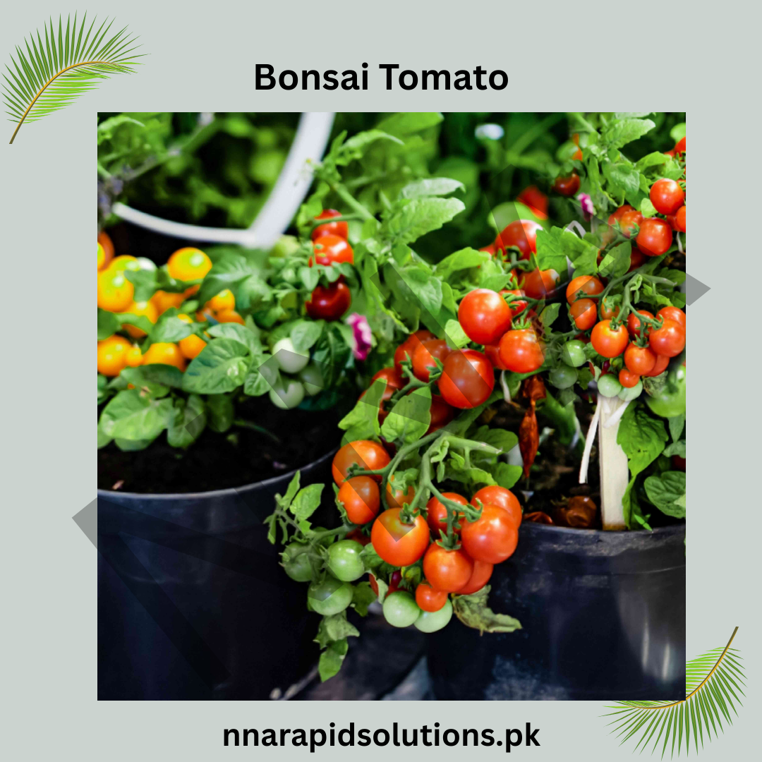 Buy Bonsai Tomato Hybrid Plant Online in Pakistan | Miniature High Yield
