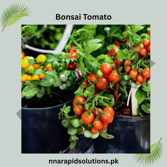 Buy Bonsai Tomato Hybrid Plant Seeds Online in Pakistan | Miniature High Yield