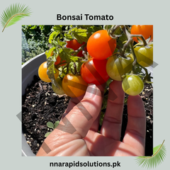 Buy Organic Bonsai Tomato Plant Online in Pakistan | Miniature Chemical-Free