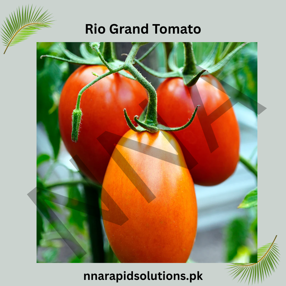 Buy Rio Grand Tomato Hybrid Plant Online in Pakistan | High Yield Variety