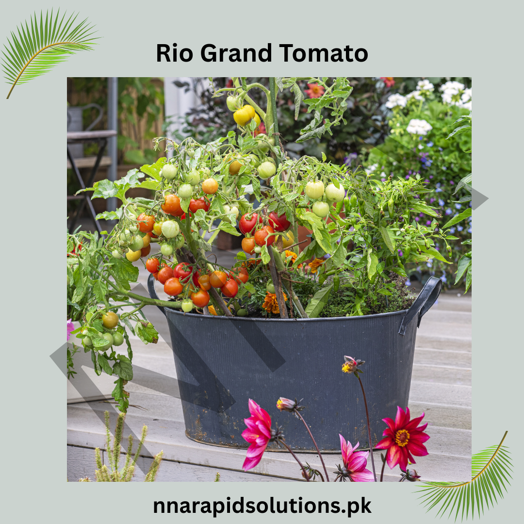 Buy Organic Rio Grand Tomato Plant Online in Pakistan | High Yield Chemical-Free