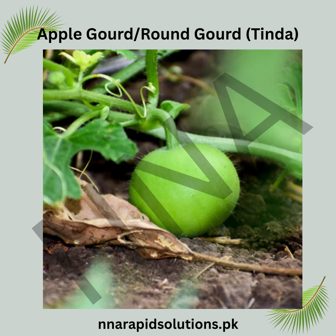 Buy Apple Gourd (Round Gourd / Tinda) Hybrid Seeds Online in Pakistan | High Yield