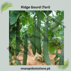 Buy Ridge Gourd (Tori) Hybrid Seeds Online in Pakistan | High Yield Variety