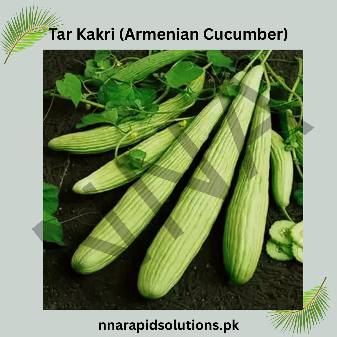 Buy Hybrid Tar Kakri (Armenian Cucumber) Seeds Online in Pakistan | High Yield