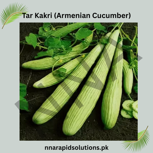 Buy Hybrid Tar Kakri (Armenian Cucumber) Seeds Online in Pakistan | High Yield