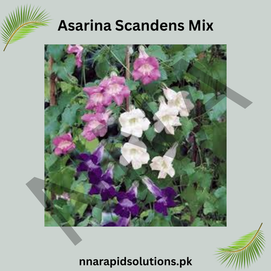 Asarina Scandens Mix Seeds – Colorful Climbing Vine