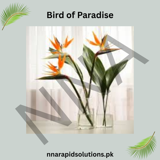 Bird of Paradise Seeds – Exotic Tropical Flower