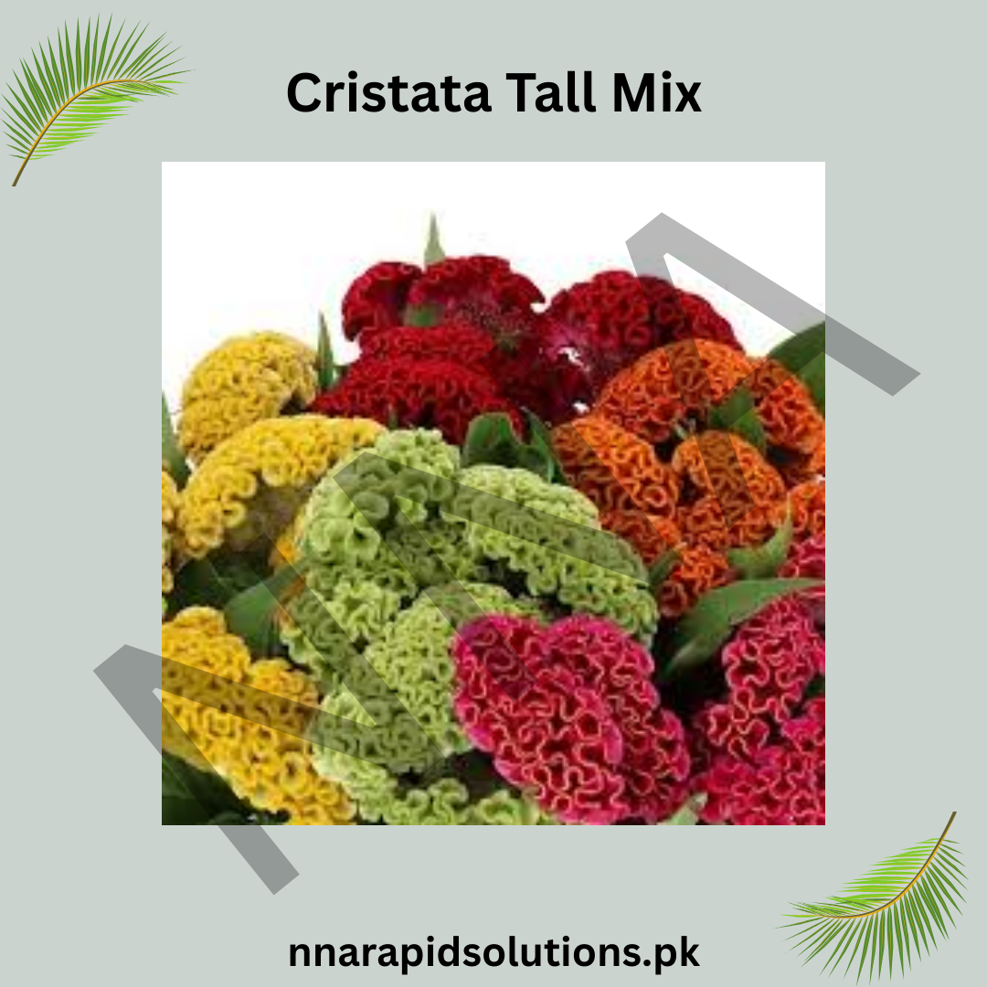Cristata Tall Mix Seeds – Vibrant Feathered Cockscomb