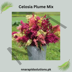 Celosia Plume Mix Seeds – Colorful Feathery Ornamental Flowers