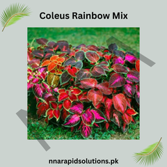 Coleus Rainbow Mix Seeds – Vibrant Ornamental Foliage