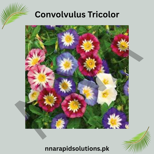 Convolvulus Tricolor Seeds – Vibrant Tricolor Morning Glory