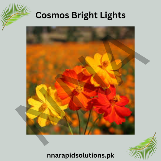 Cosmos Bright Lights Seeds – Colorful Ornamental Flowers