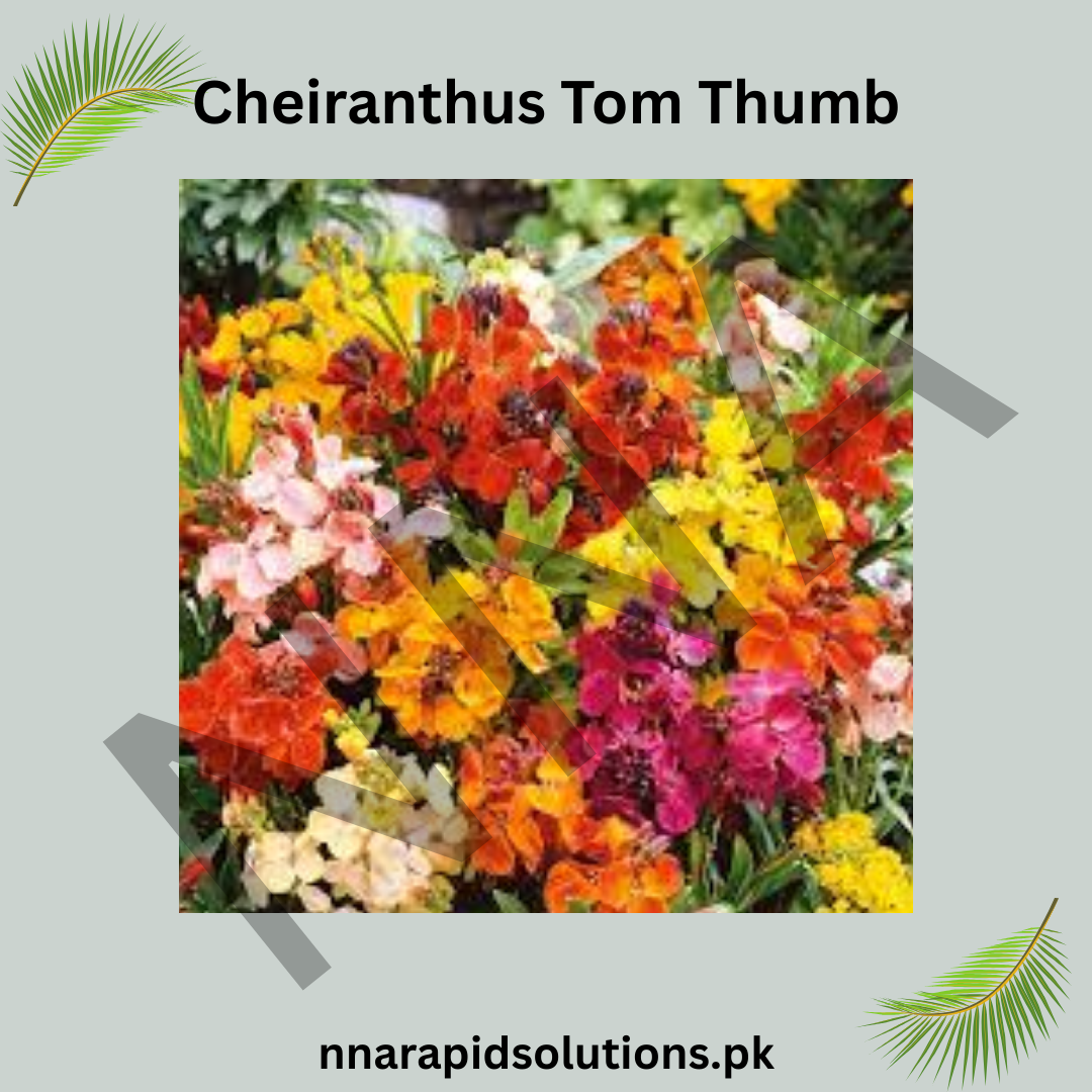 Cheiranthus Tom Thumb Seeds – Dwarf Colorful Wallflower
