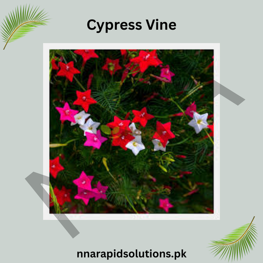Cypress Vine Seeds – Ornamental Climbing Flowers