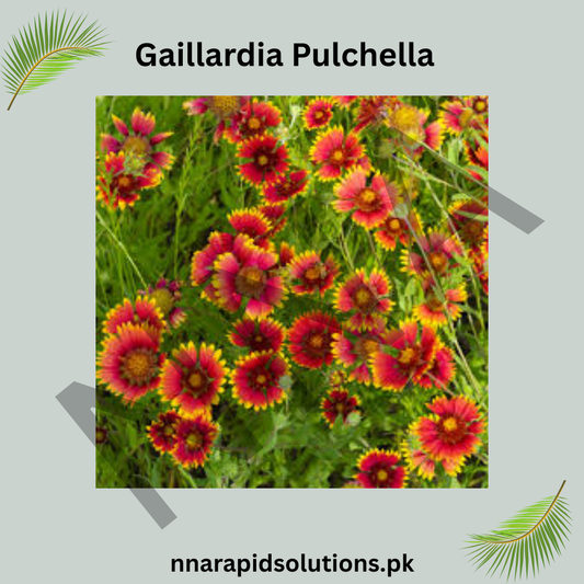 Gaillardia Pulchella Seeds – Vibrant Ornamental Blanket Flowers