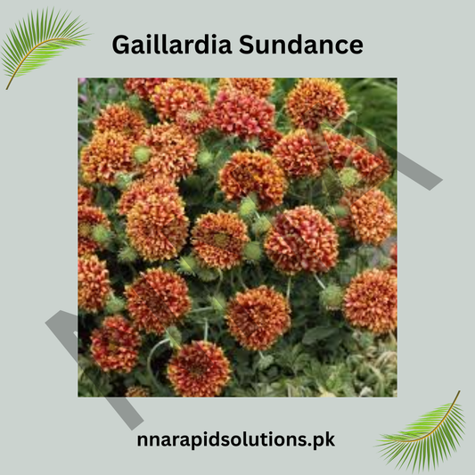 Gaillardia Sundance Seeds – Bright Ornamental Blanket Flowers