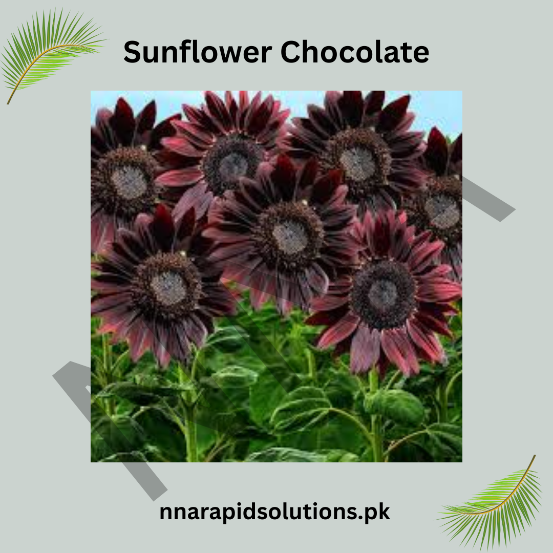 Sunflower Chocolate Seeds – Unique Brown Sunflower