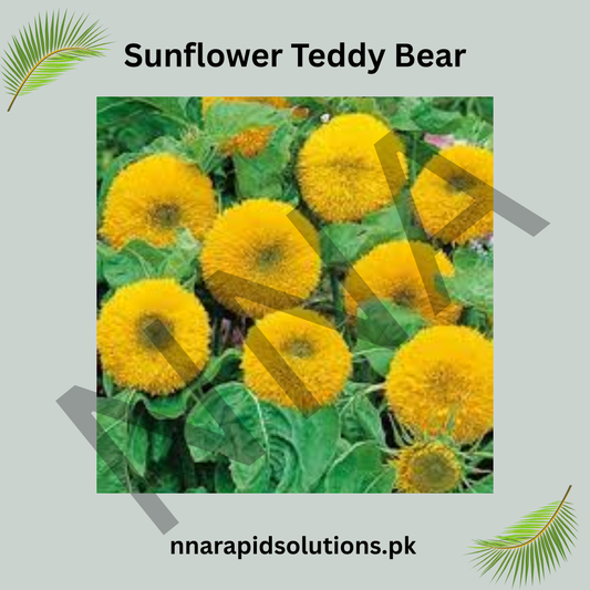 Sunflower Teddy Bear Seeds – Dwarf Fluffy Sunflower