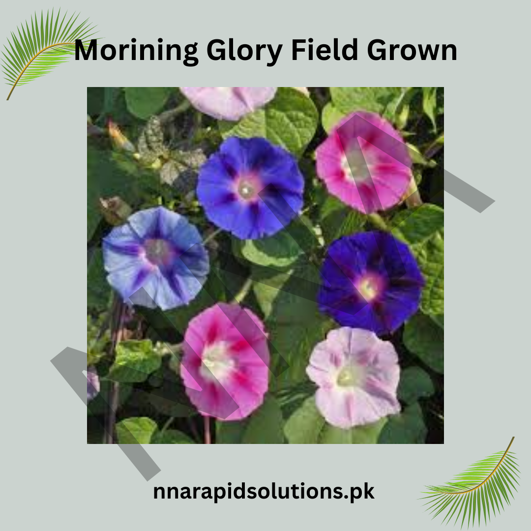 Morning Glory Field Grown Seeds – Vigorous Climbing Flower