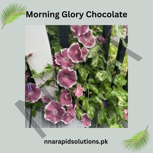 Morning Glory Chocolate Seeds – Unique Chocolate-Colored Climbing Flower